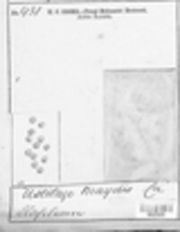 Mycosarcoma maydis image
